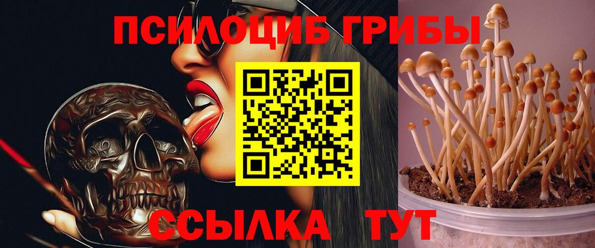 Галлюциногенные грибы Psilocybine cubensis Сердобск